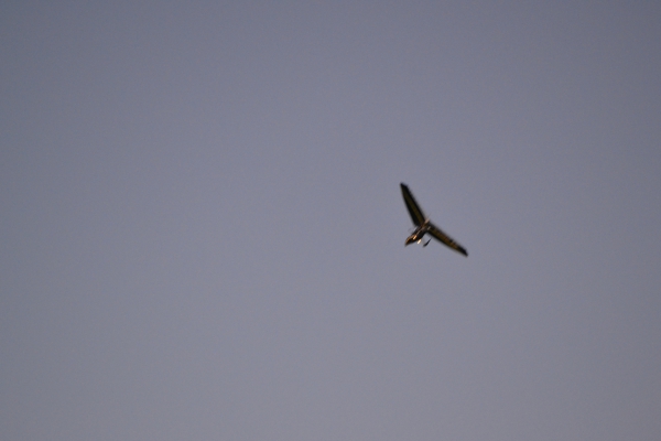 DSC_0121~1.JPG