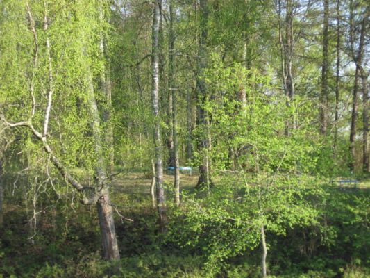 В парке
Автор: Тамара Наумова
