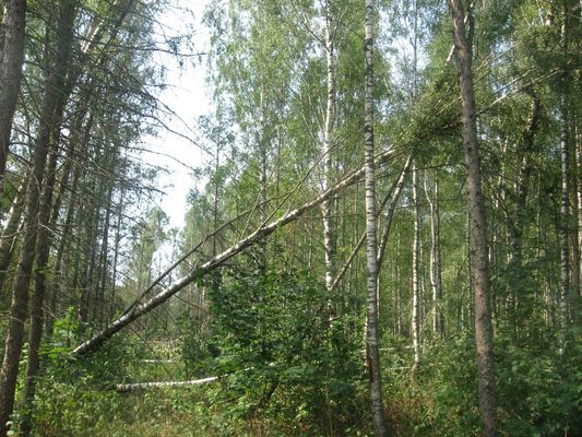 В центральном лесу посёлка Любытино (который между Лесной и Липовой Аллеей).
