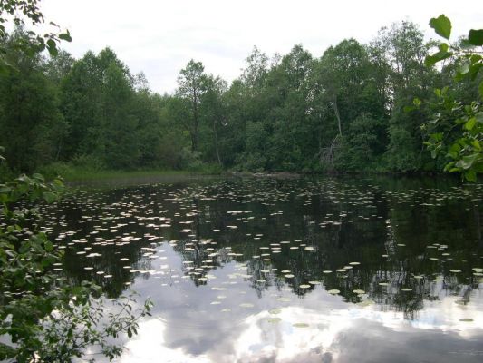 Каменка 
Захаpова Даша 

