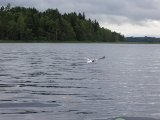 Озеро Люшно.
Взято отсюда: http://commondatastorage.googleapis.com/static.panoramio.com/photos/original/6553485.jpg
