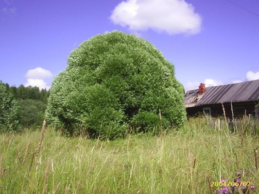 Овсянка
Виктоpия Каталова
