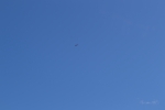 Имя файла=DSC_0104~2.JPG
Размер файла=3211КБ
Размеры=4608x3072
Дата=%459 %13, %2017 DSC_0104~2.JPG