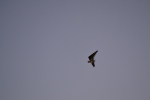 Имя файла=DSC_0119~1.JPG
Размер файла=2830КБ
Размеры=3069x2046
Дата=%880 %23, %2015 DSC_0119~1.JPG