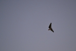 Имя файла=DSC_0120~1.JPG
Размер файла=2836КБ
Размеры=3069x2046
Дата=%882 %23, %2015 DSC_0120~1.JPG