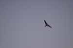 Имя файла=DSC_0121~1.JPG
Размер файла=2790КБ
Размеры=3069x2046
Дата=%884 %23, %2015 DSC_0121~1.JPG