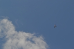 Имя файла=DSC_0150.JPG
Размер файла=3240КБ
Размеры=4608x3072
Дата=%463 %13, %2017 DSC_0150.JPG