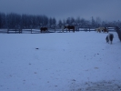 Имя файла=P1150055.JPG
Размер файла=2903КБ
Размеры=4608x3456
Дата=%655 %21, %2018 P1150055.JPG