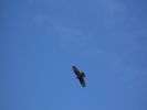 Имя файла=bird.jpg
Размер файла=78КБ
Размеры=1280x960
Дата=%203 %21, %2007 bird.jpg