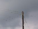 Имя файла=birdpos.jpg
Размер файла=107КБ
Размеры=1280x960
Дата=%214 %21, %2007 birdpos.jpg