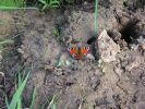 Имя файла=butterfly.jpg
Размер файла=144КБ
Размеры=800x600
Дата=%732 %14, %2007 butterfly.jpg