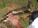 Имя файла=fishbz.jpg
Размер файла=117КБ
Размеры=1024x768
Дата=%494 %09, %2007 fishbz.jpg