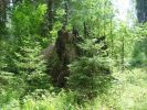 Имя файла=forest01.jpg
Размер файла=424КБ
Размеры=1280x960
Дата=%729 %14, %2007 forest01.jpg