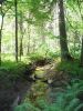 Имя файла=forest22_.jpg
Размер файла=702КБ
Размеры=960x1280
Дата=%708 %14, %2007 forest22_.jpg