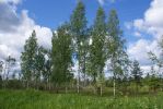 Имя файла=DSC00153.jpg
Размер файла=1755КБ
Размеры=1500x1004
Дата=%427 %27, %2008 DSC00153.jpg