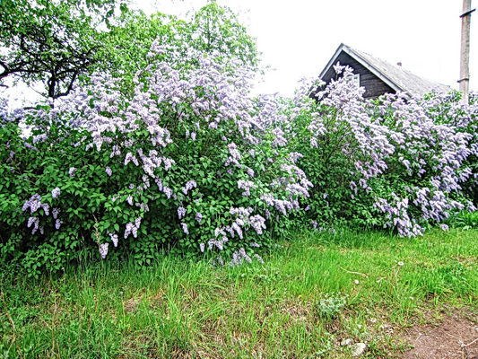 Сирень
А. Артемьев
